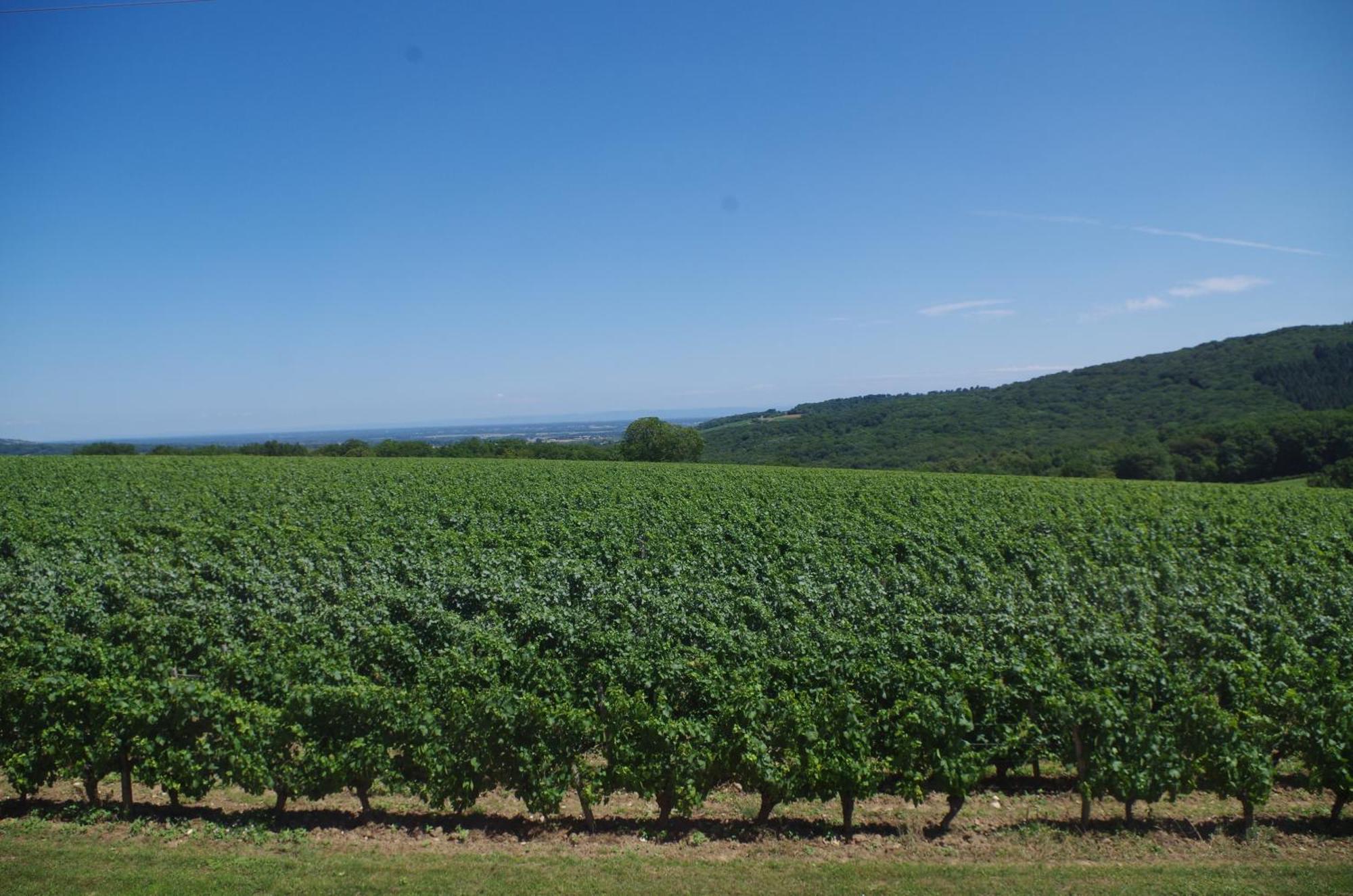 Lugny Domaine Joseph Lafarge Wine Resort Winemaker House La Maison Du Negociant מראה חיצוני תמונה