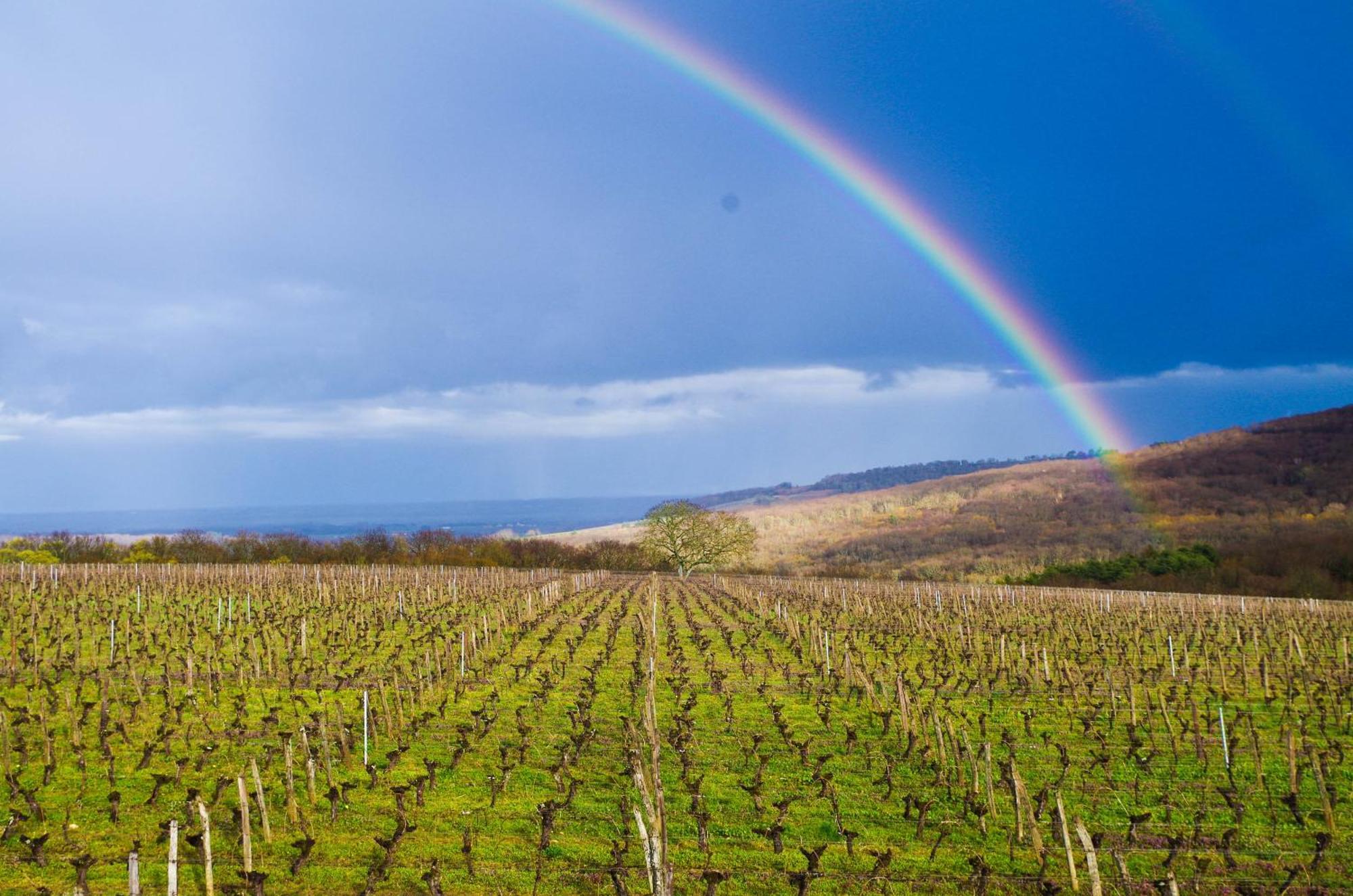 Lugny Domaine Joseph Lafarge Wine Resort Winemaker House La Maison Du Negociant מראה חיצוני תמונה